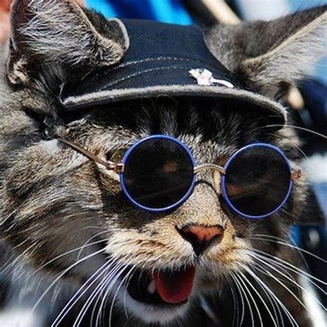 funny cat wearing glasses.